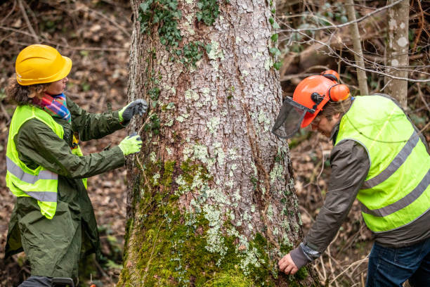 Best Emergency Tree Removal  in Lima, PA